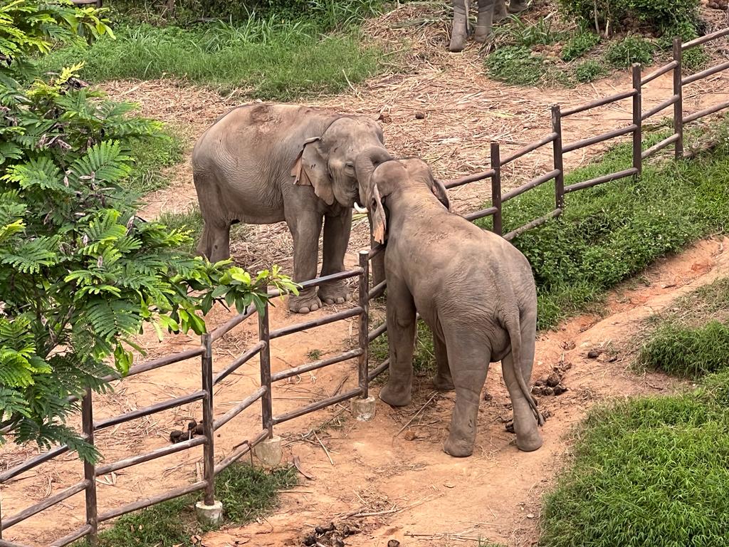 Королевство слонов на Самуи - Samui Elephant Kingdom